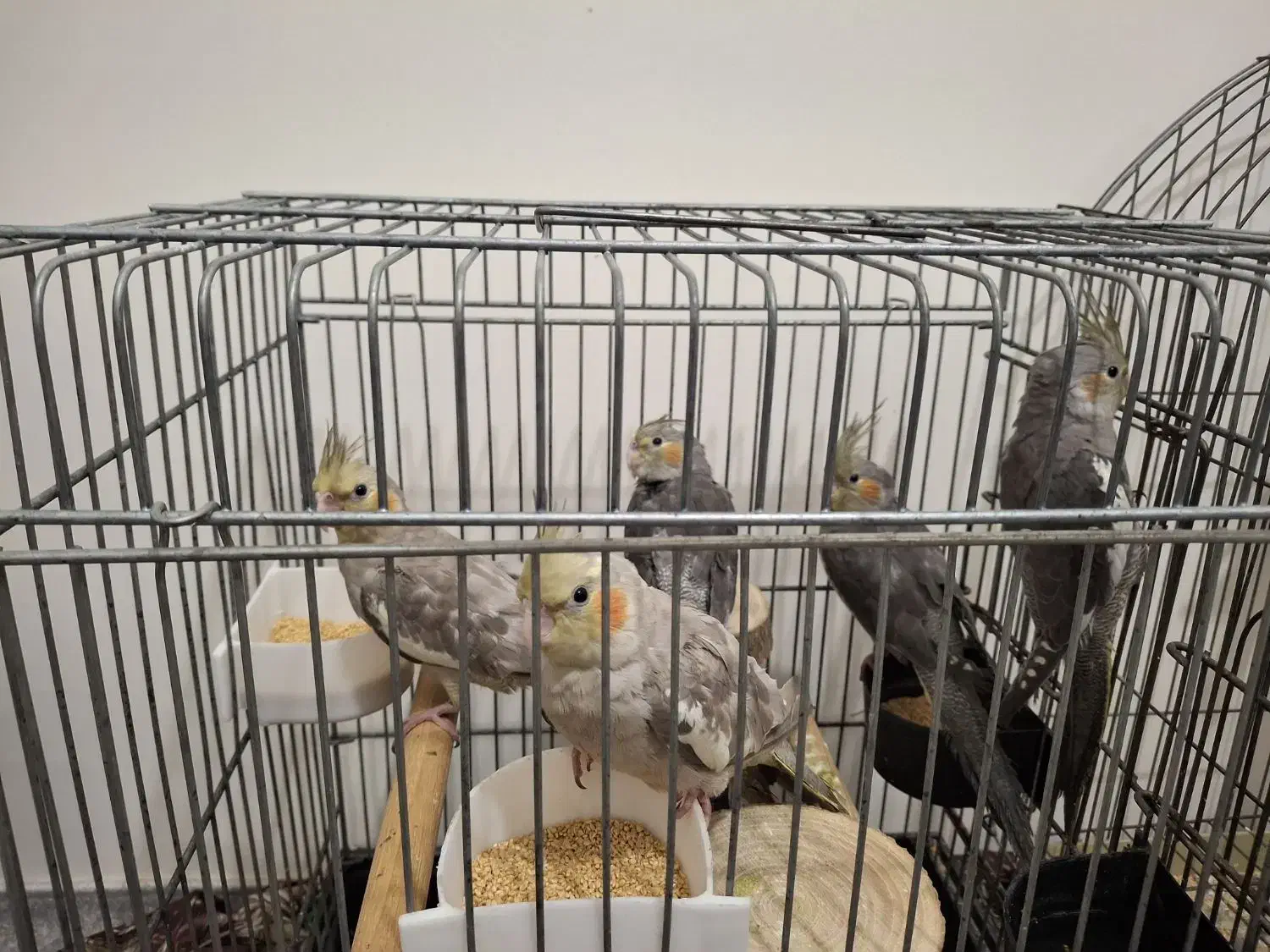 عروس هلندی|پرنده|قرچک, میرزائی شمالی|دیوار