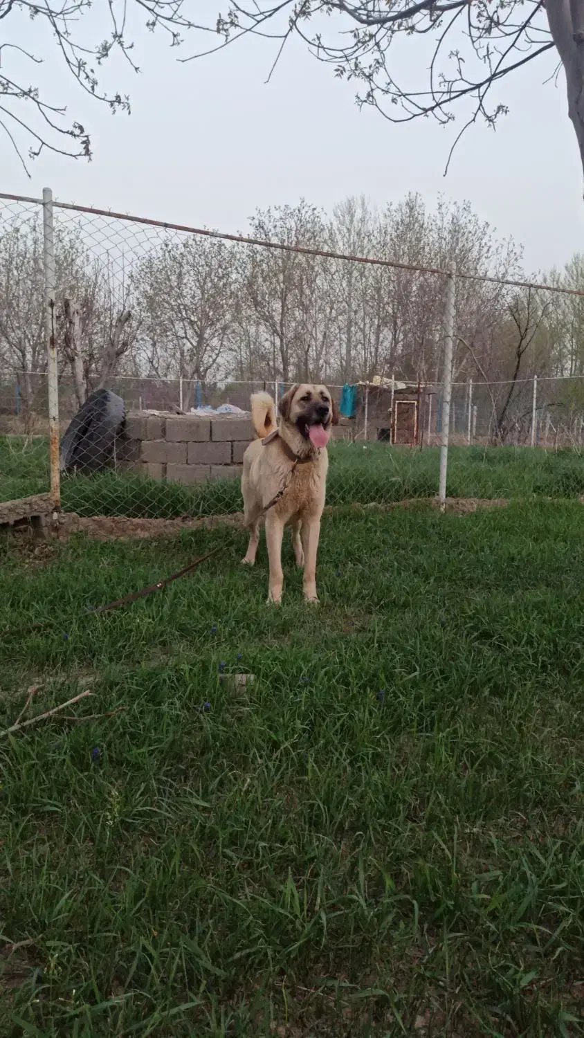 ماده عراقی ۳ساله|سگ|ابهر, |دیوار