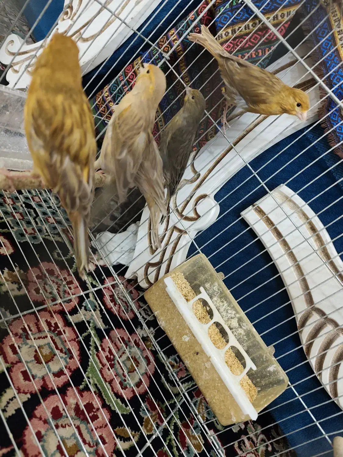 تعدادی قناری نر جوان|پرنده|کرمان, |دیوار