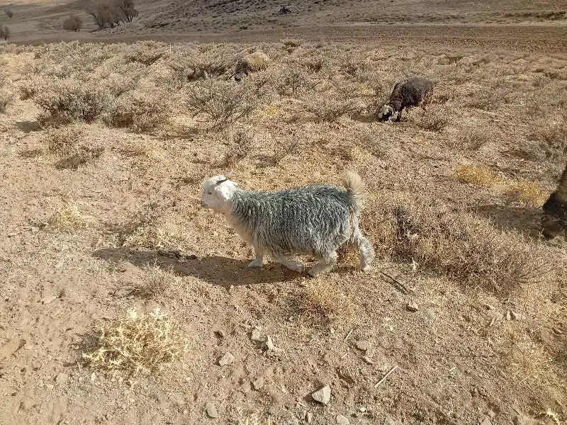 بزغاله چاق|حیوانات مزرعه|فریدونشهر, |دیوار