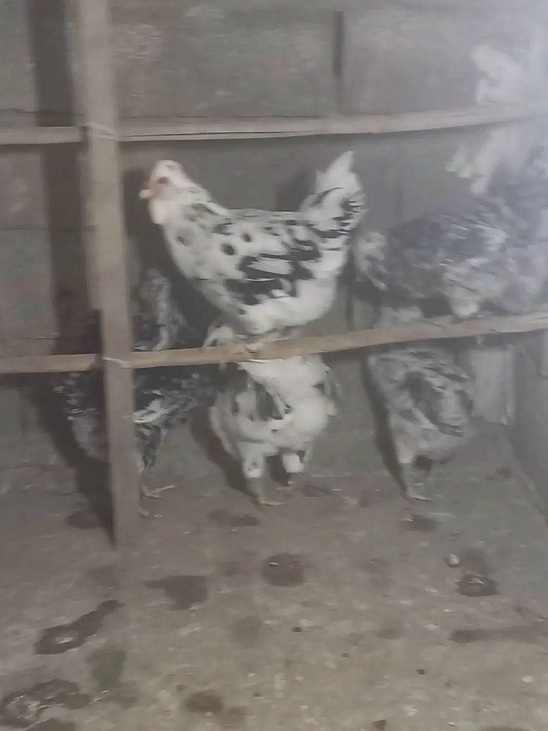 فروش جوجه گلین|حیوانات مزرعه|هشتگرد, سعید آباد|دیوار