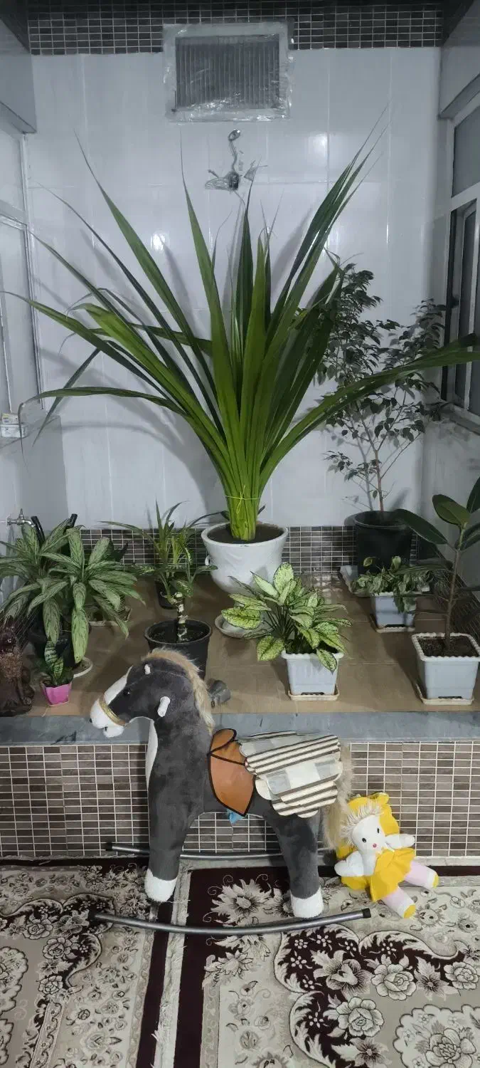 گل خونگی|گل و گیاه طبیعی|اسدآباد, |دیوار