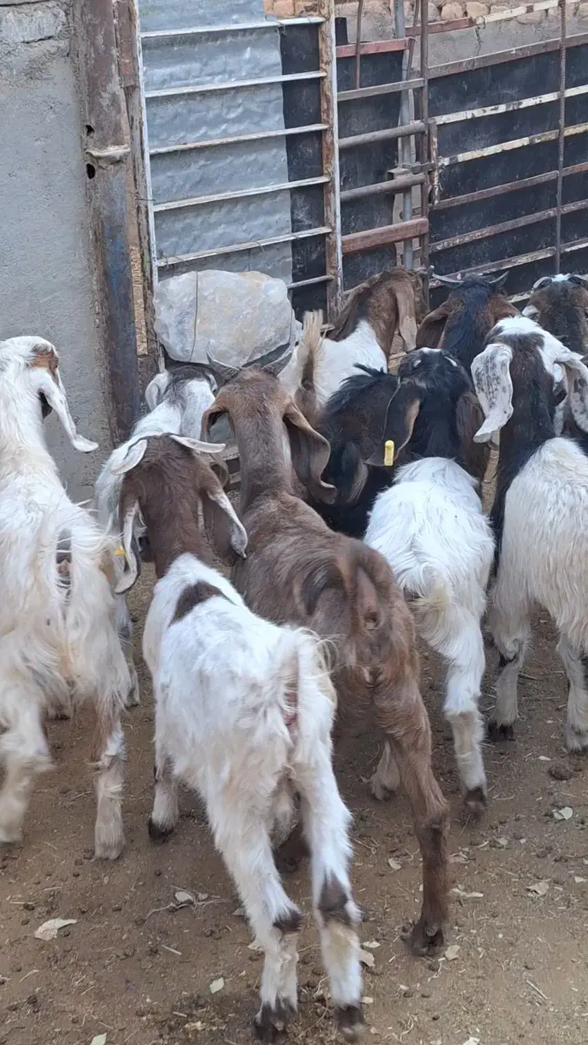 10راس بزغاله دورگ پاکستانی شیرمست موقعیت بردسکن|حیوانات مزرعه|مشهد, رباط طرق|دیوار