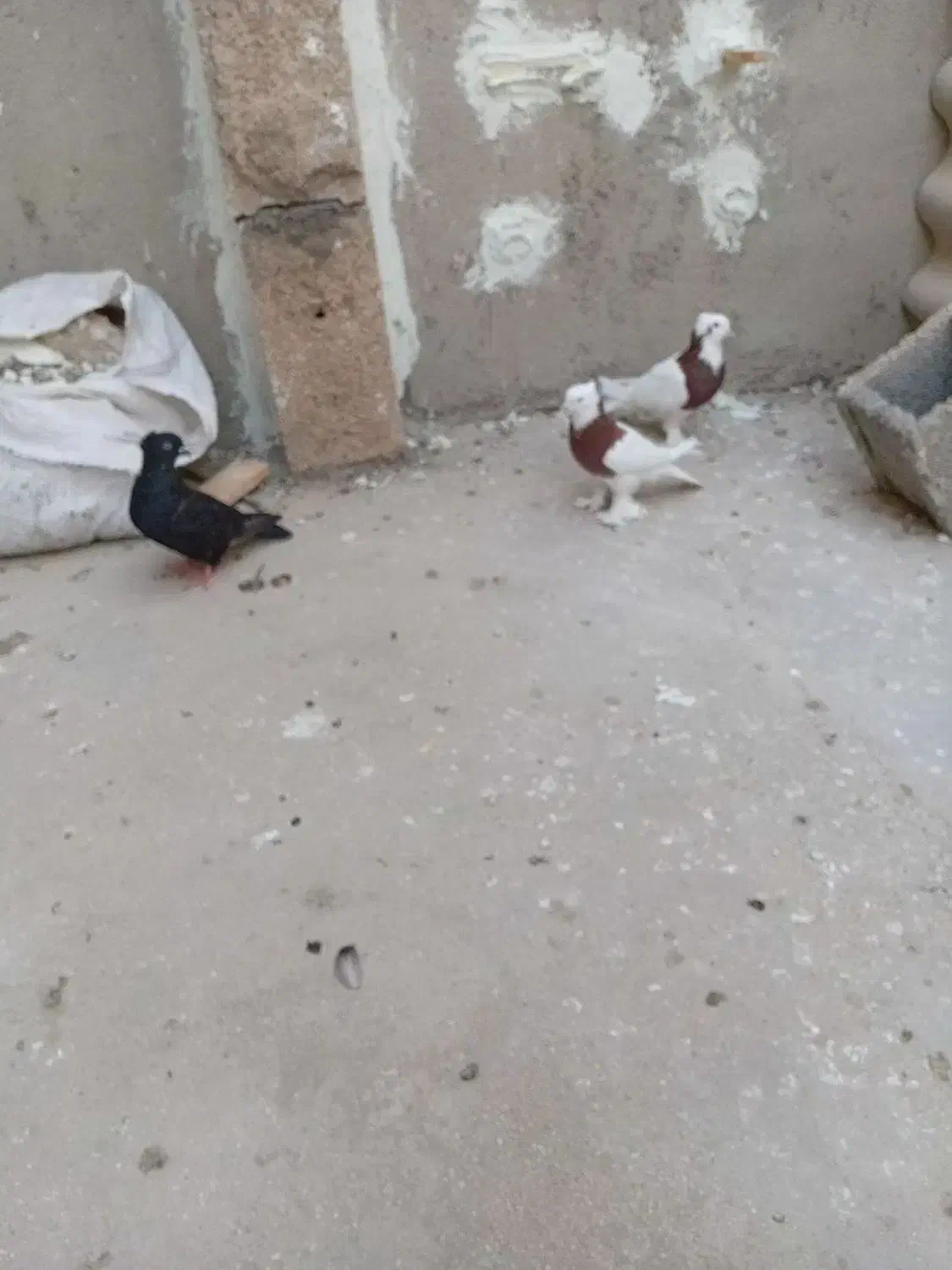 کبوتر طوقی|پرنده|جم, |دیوار