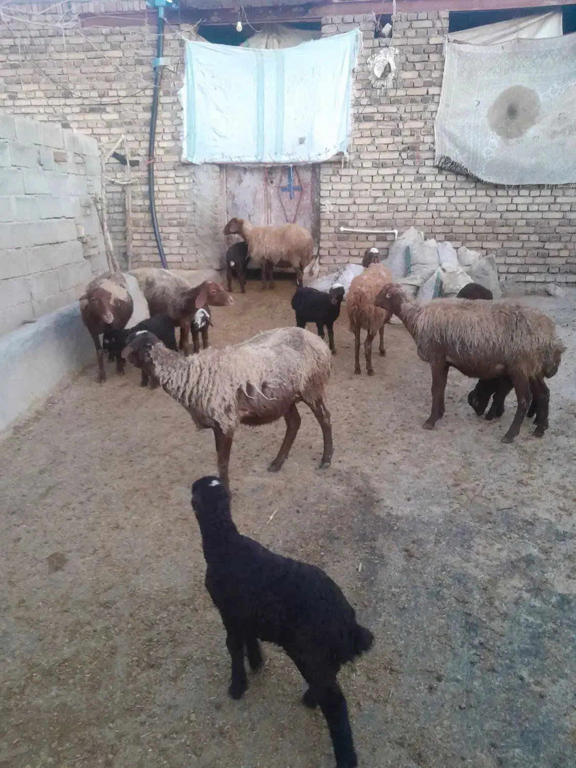 گوسفند و بره|حیوانات مزرعه|کرمانشاه, |دیوار
