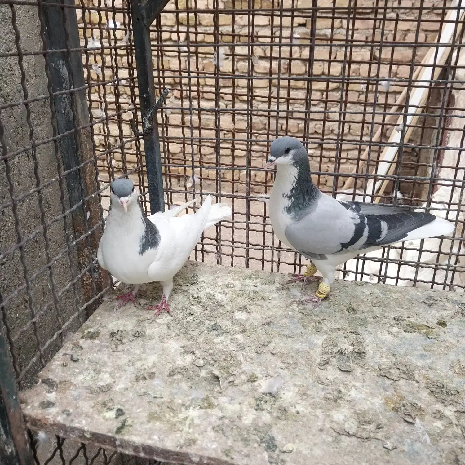 کبوتر رنگی و هفترنگ|پرنده|تاکستان, |دیوار