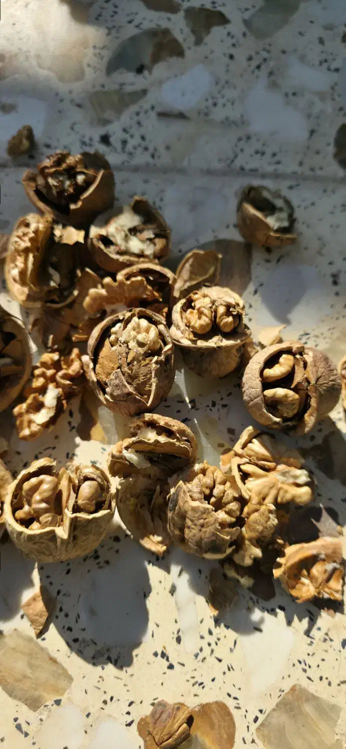 گردو خشک|عمدهفروشی|شیراز, گویم|دیوار