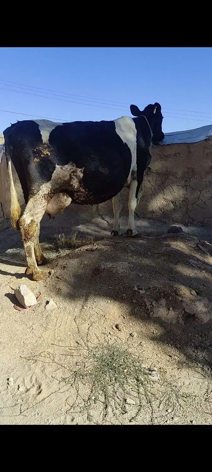 گوساله/گاو|حیوانات مزرعه|تبریز, |دیوار