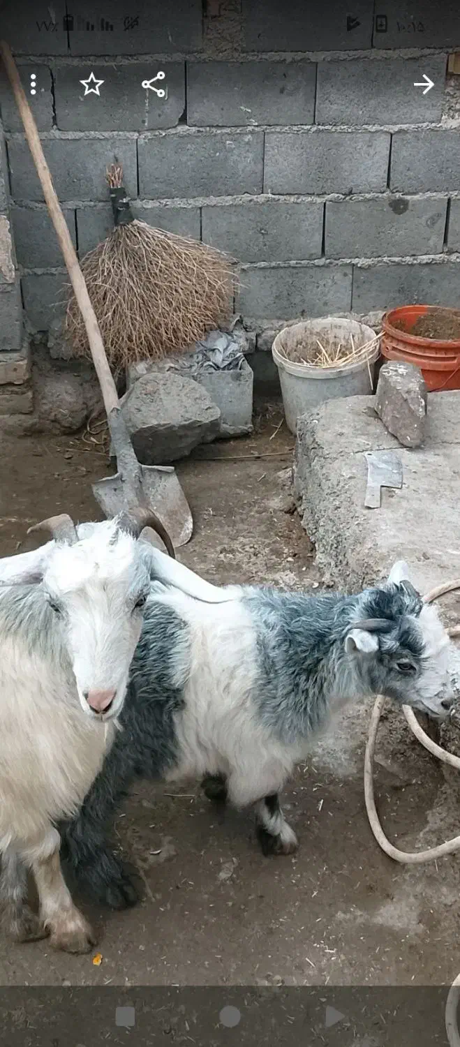 هشت راس بزوبزغاله چاق درشت سرحال و بازیگوش دورگه|حیوانات مزرعه|چناران, |دیوار