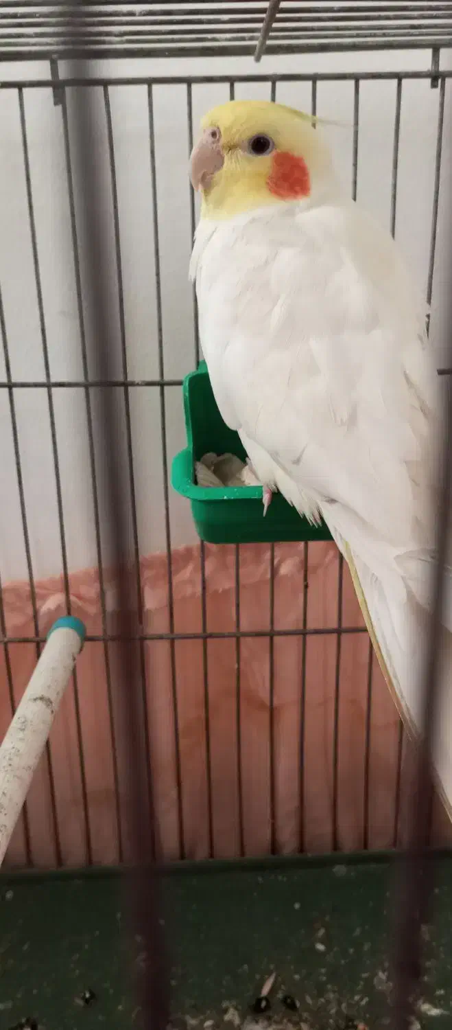 سخنگو|پرنده|اسدآباد, |دیوار