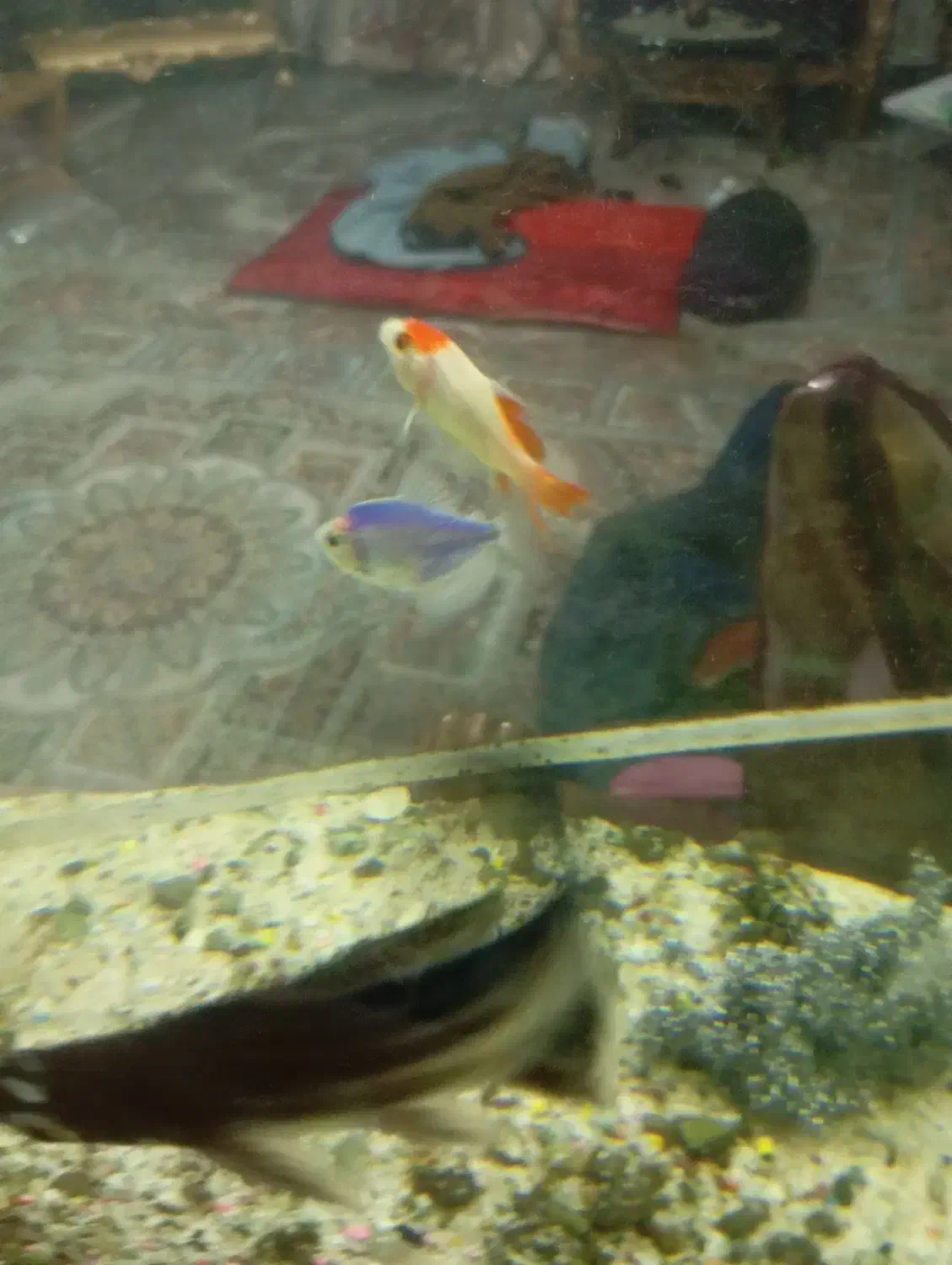 ماهی|ماهی|زاهدان, |دیوار