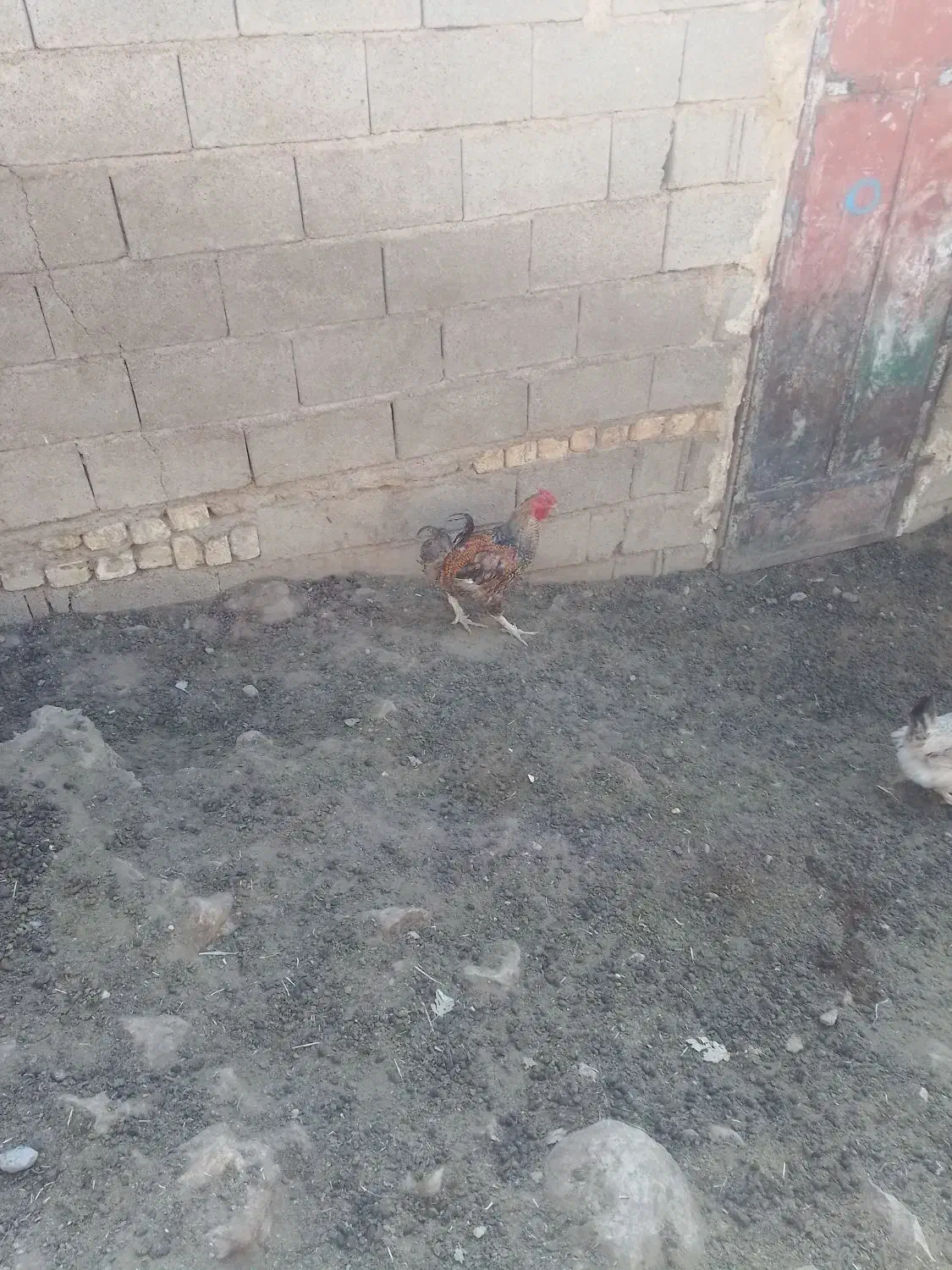 فروش سه راس خروس محلی خوب و عالی|حیوانات مزرعه|شیراز, حومه شیراز|دیوار