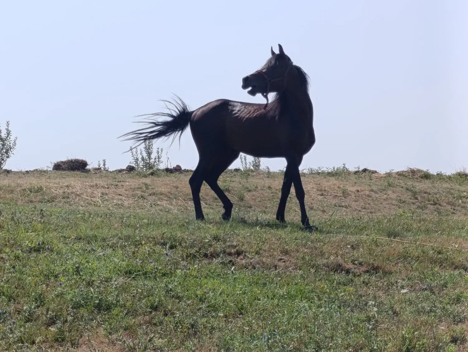 جوان اسب عرب کرد|اسب و تجهیزات اسبسواری|سیلوانه, |دیوار