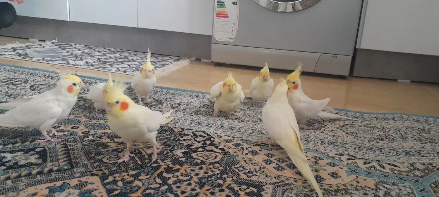 عروس هلندی|پرنده|عنبران, |دیوار