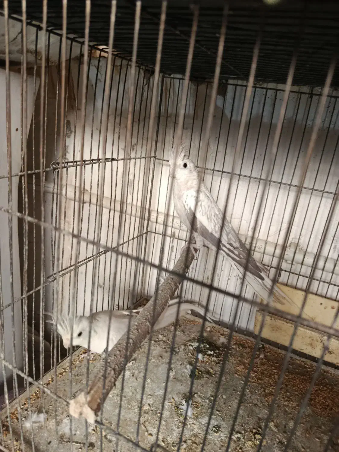 عروس هلندی مولد|پرنده|کرج, حسن آباد|دیوار