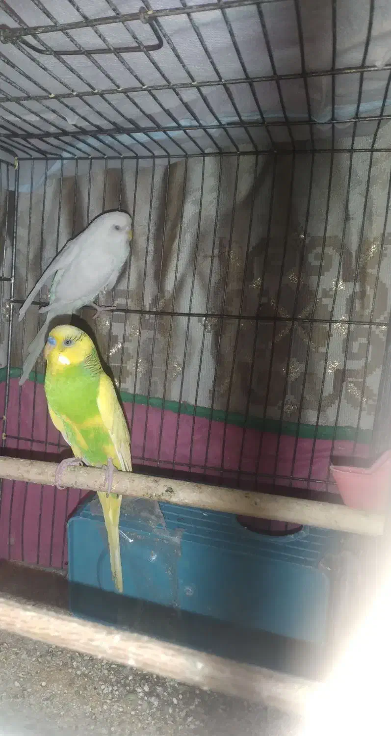 ۲ تا مرغ عشق نروماده|پرنده|محمدشهر, محمدشهر|دیوار