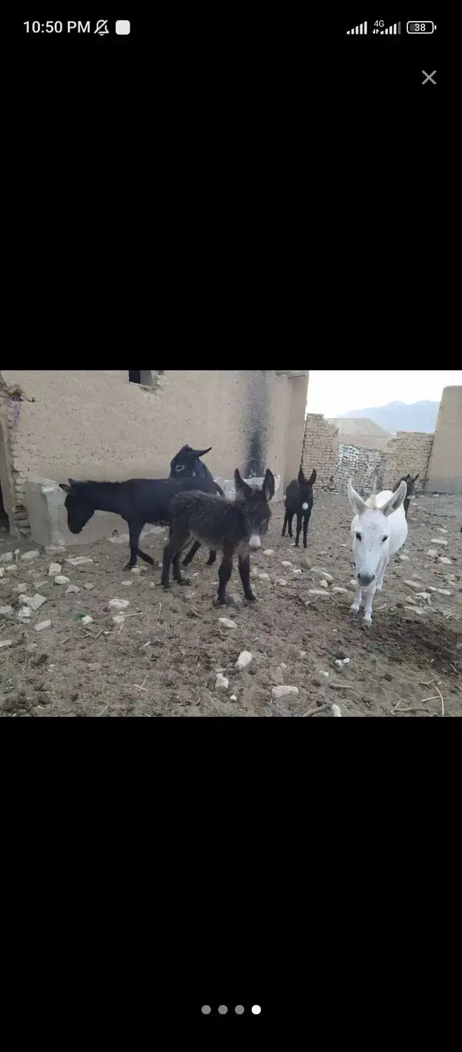 الاغ|حیوانات مزرعه|شاهرود, |دیوار