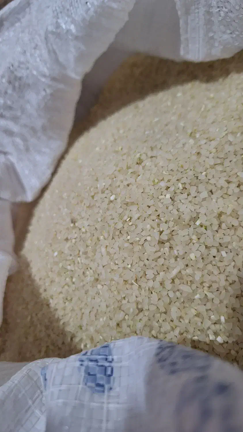 برنج و نیم دانه کامفیروزی درجه یک|خوردنی و آشامیدنی|شیراز, قلعه شاهزاده بیگم|دیوار