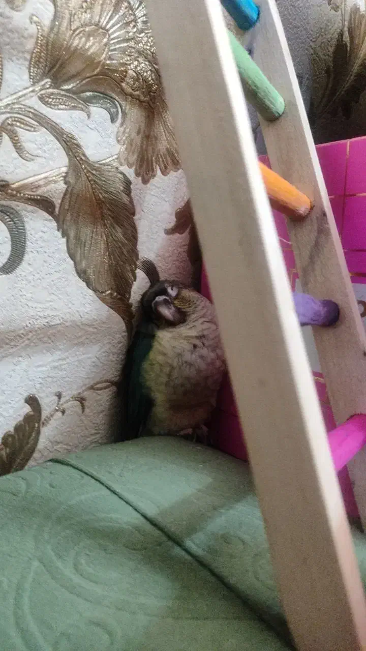 جوجه گرینچیک سرلاکی کاملا رام|پرنده|ری, شهادت|دیوار