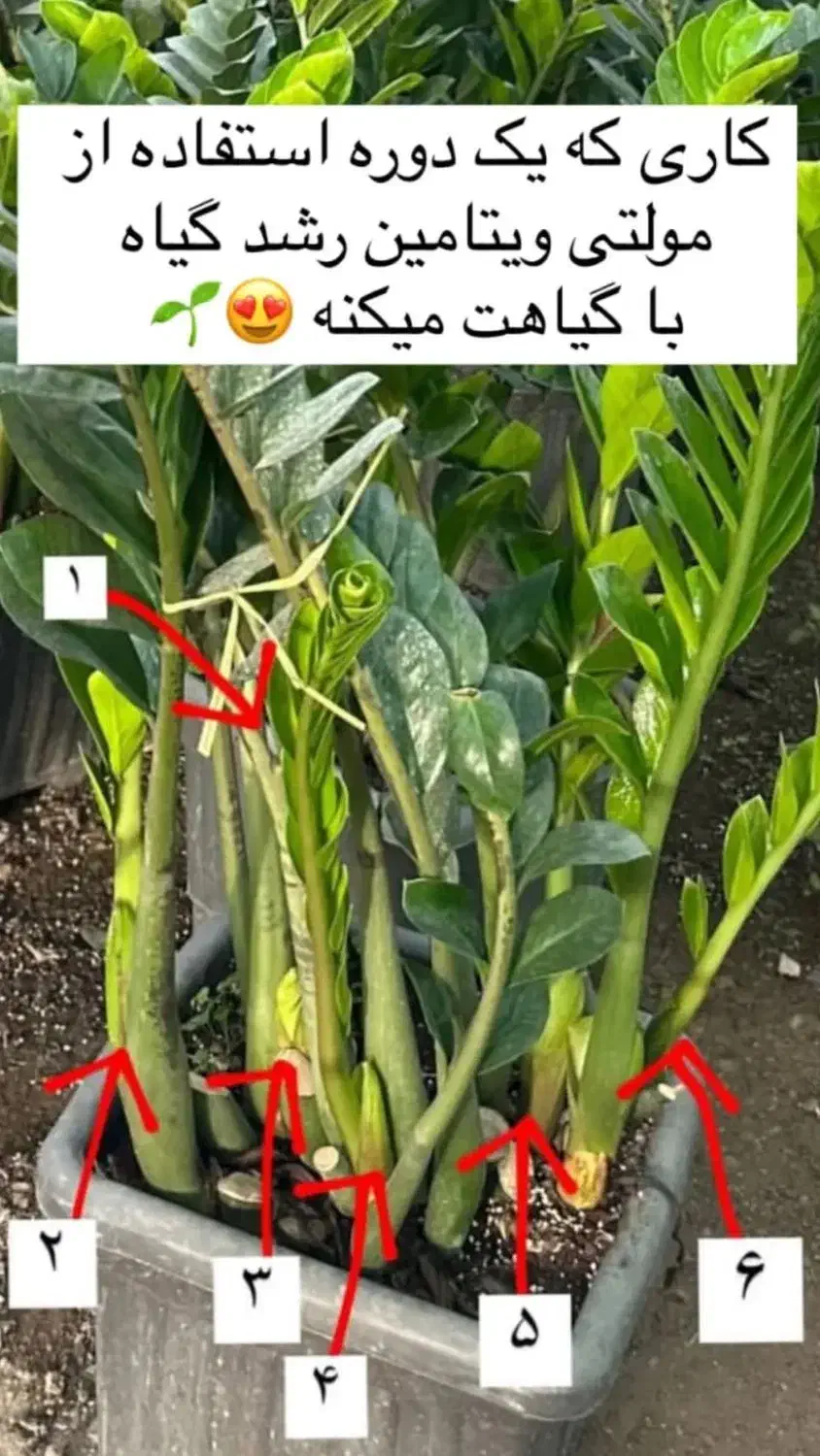 کود ارگانیک|گل و گیاه طبیعی|شیروان (خراسان), |دیوار