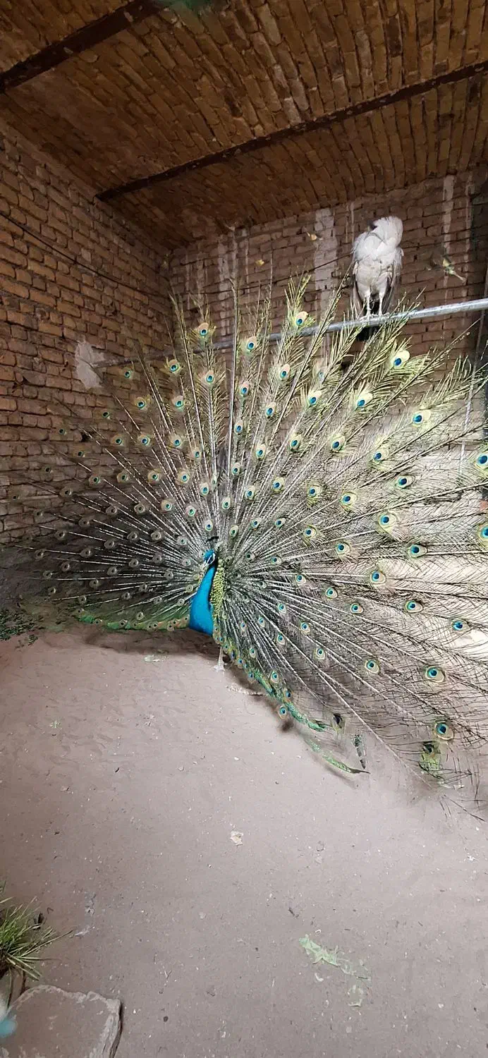 فروش طاووس مصری|پرنده|تهران, والفجر (افسریه)|دیوار