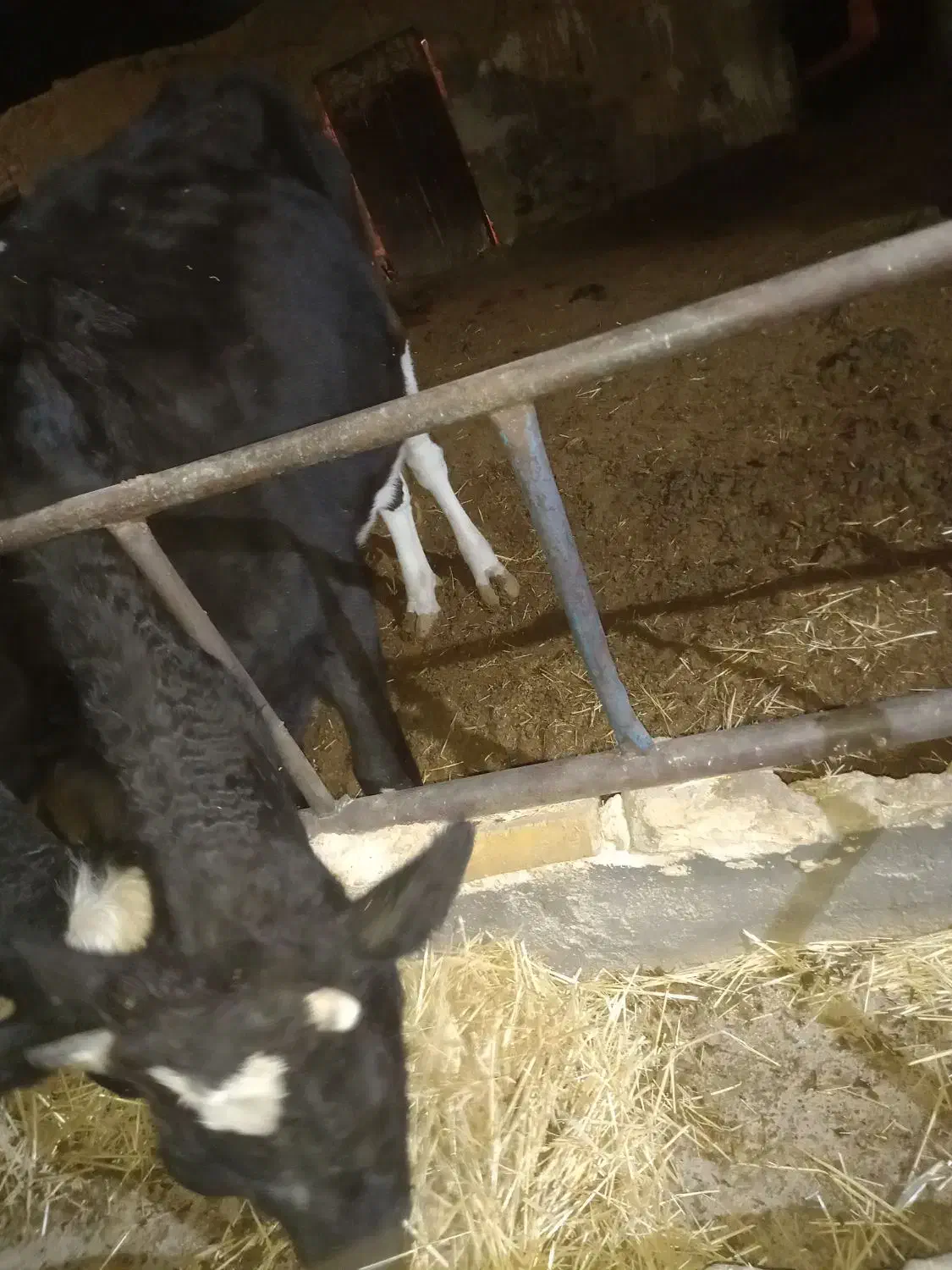 گاو نوبر جوان مناسب پروار|حیوانات مزرعه|معصومیه, |دیوار