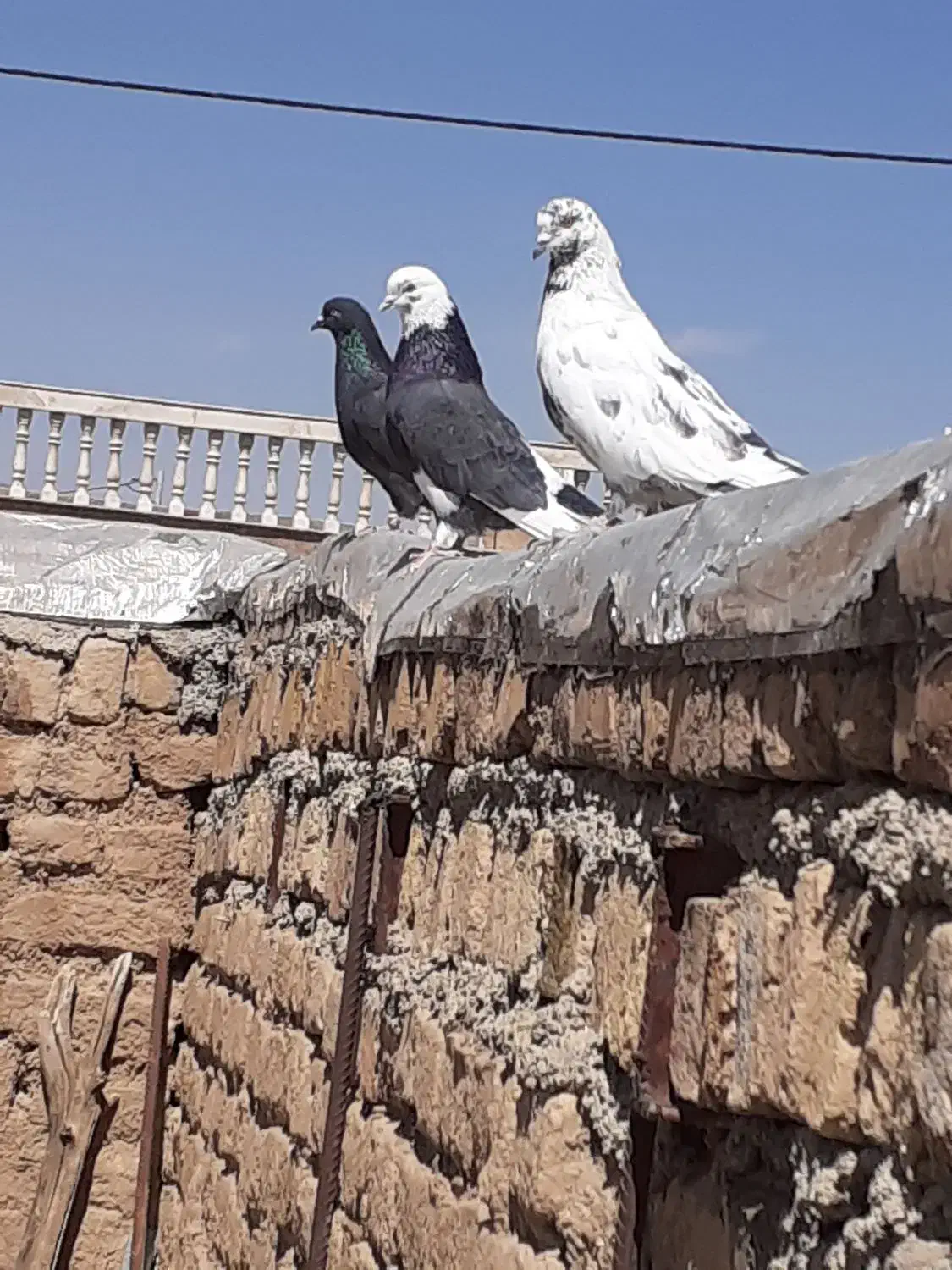 کبوتر شازده سیاه  نر،درجه یک|پرنده|گلپایگان, |دیوار