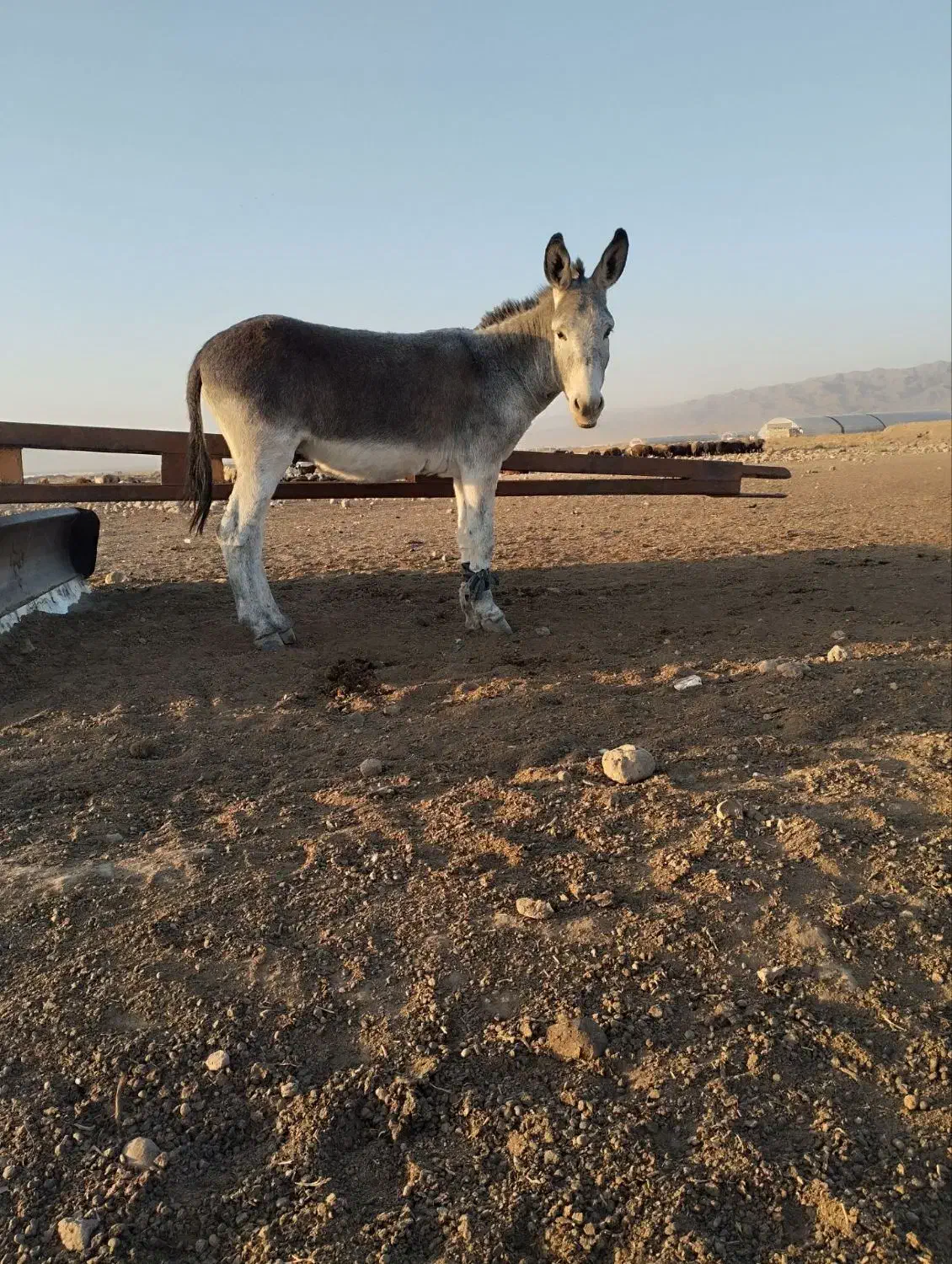 الاغ|حیوانات مزرعه|فریمان, |دیوار