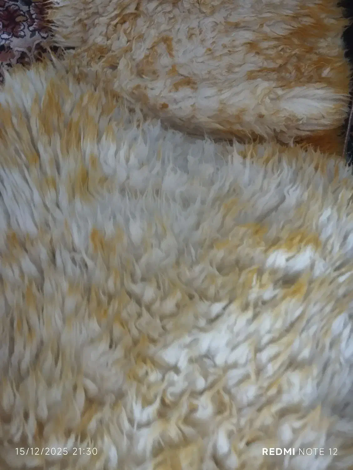 خزه صندلی ماشین نو|قطعات یدکی و لوازم جانبی|ایرانشهر, |دیوار