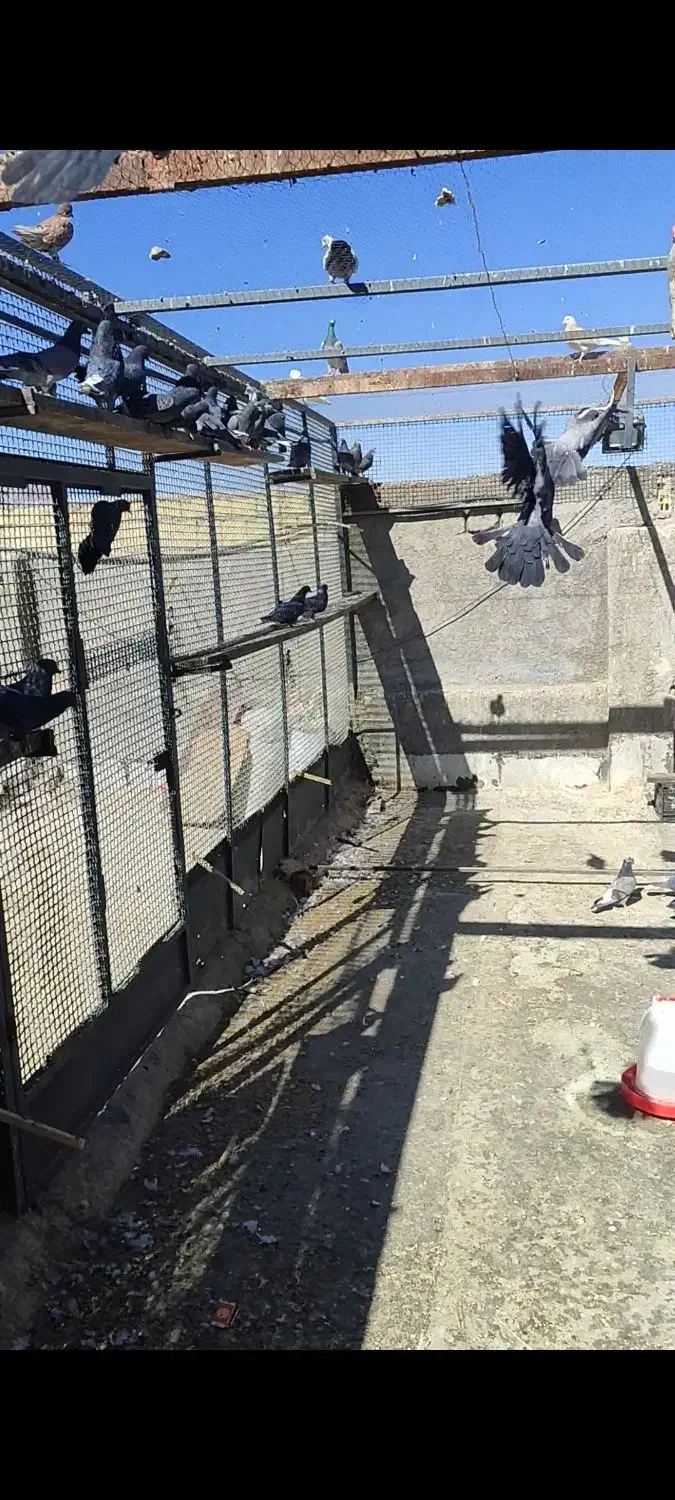 کفتر گرو پرشی سیاه زرهی|پرنده|عسگران, |دیوار