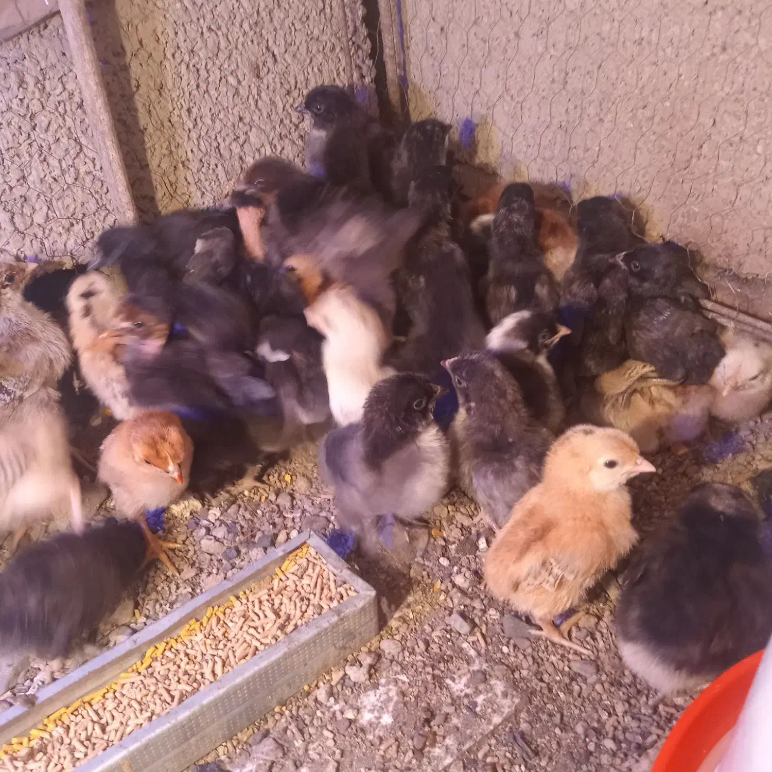 جوجه یک روزه|حیوانات مزرعه|جیرفت, |دیوار