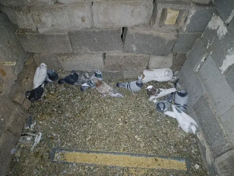 کبوتر|پرنده|کوهنجان, |دیوار