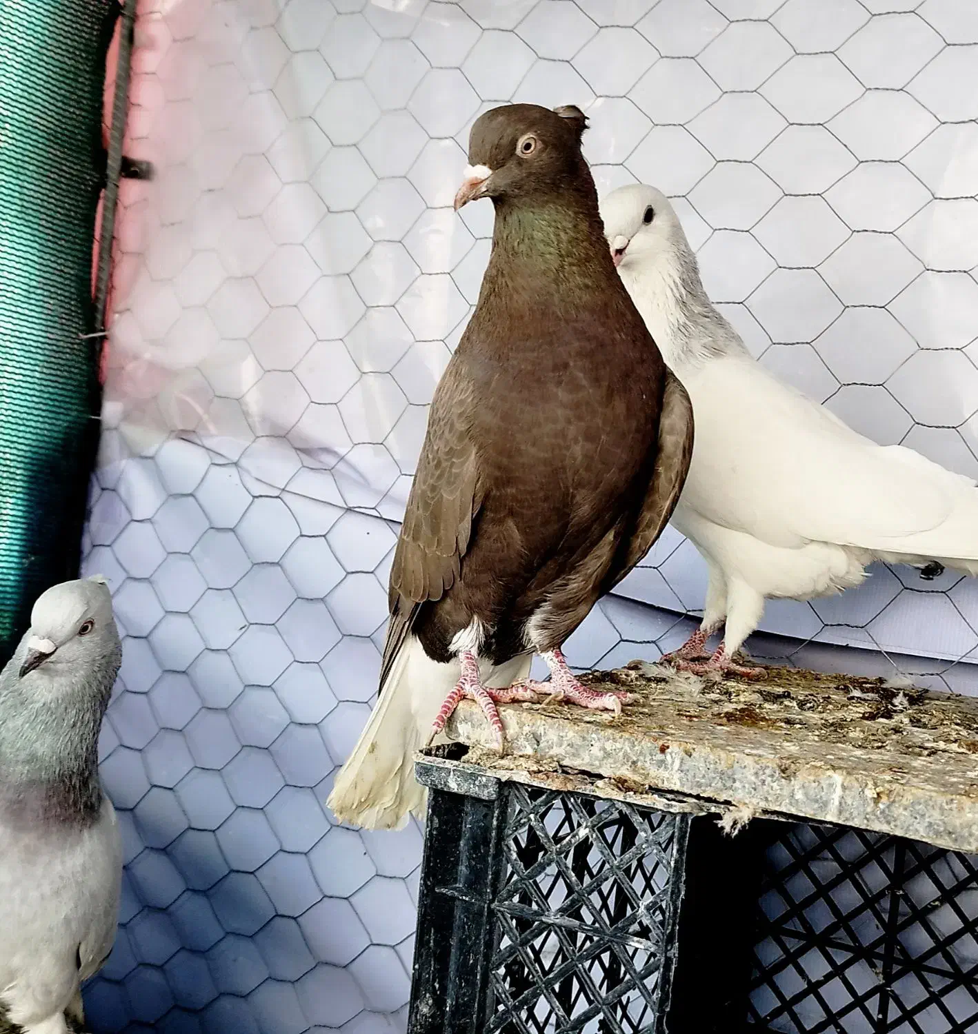 شامی دم سفیدـ سرکه ای دم سفید ـ سرخ دم سفید...|پرنده|قزوین, |دیوار