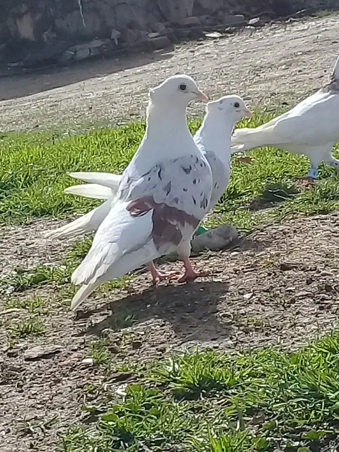 کبوتر|پرنده|چگنی, |دیوار