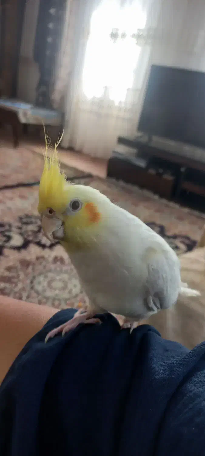 عروس هلندی نرو ماده ده ماهه|پرنده|هشتگرد, خور|دیوار