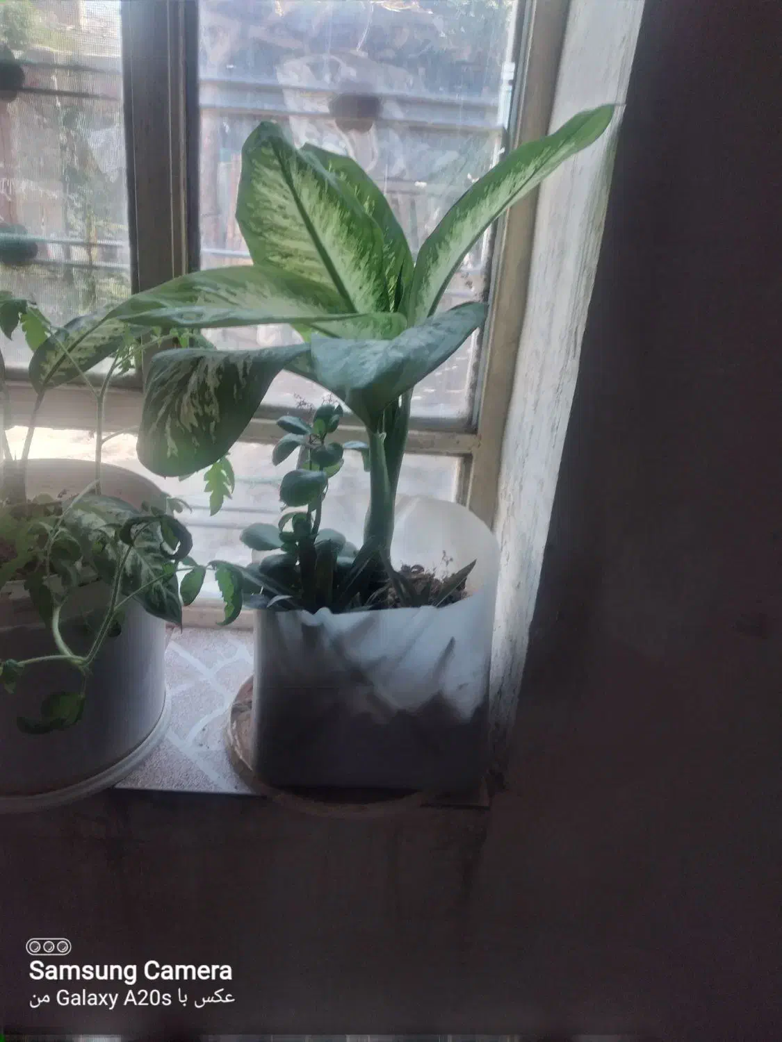 فروش گل|گل و گیاه طبیعی|یاسوج, |دیوار