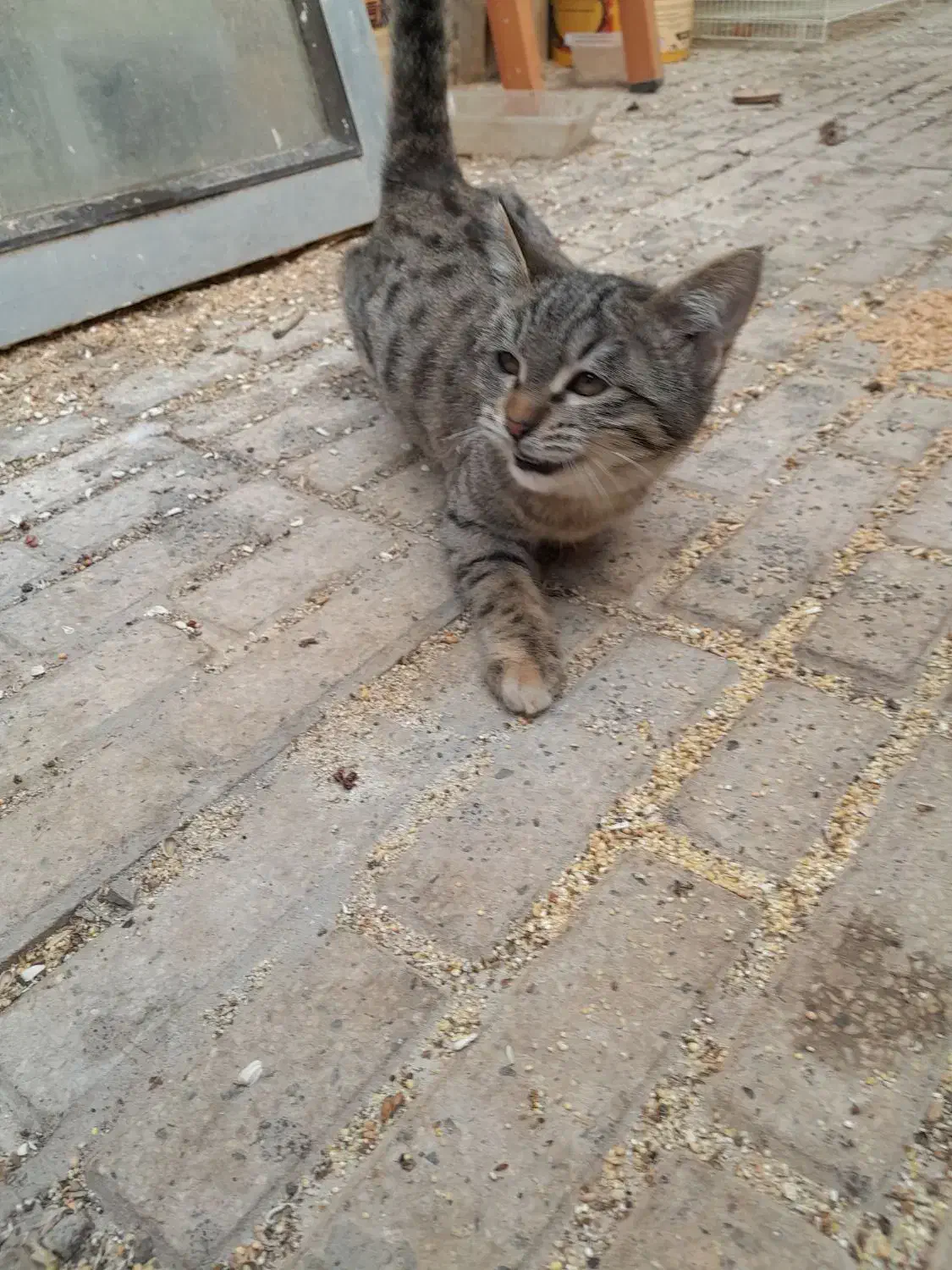 گربه. بچه گربه. پیشی|گربه|مشهد, نیروی هوایی|دیوار