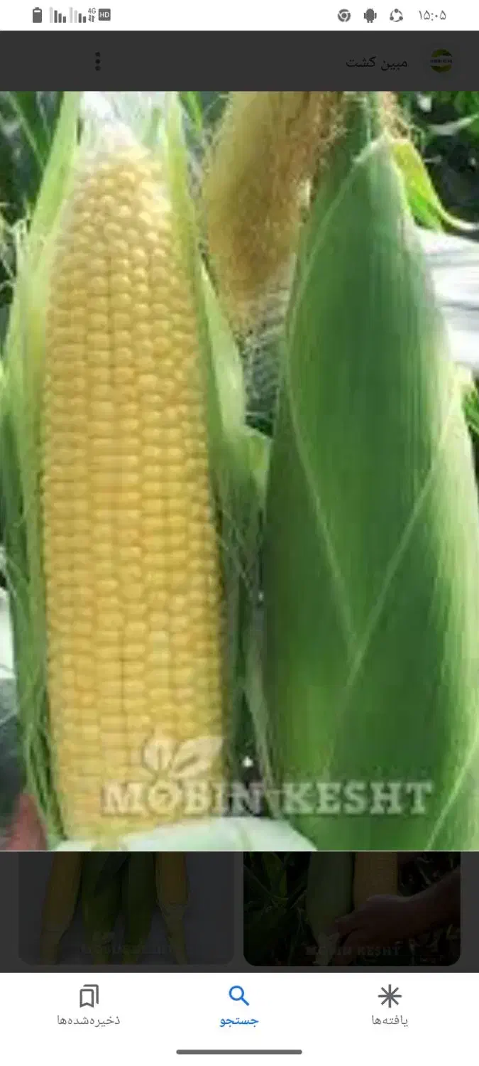 ذرت گدیلک|گل و گیاه طبیعی|ایرانشهر, |دیوار