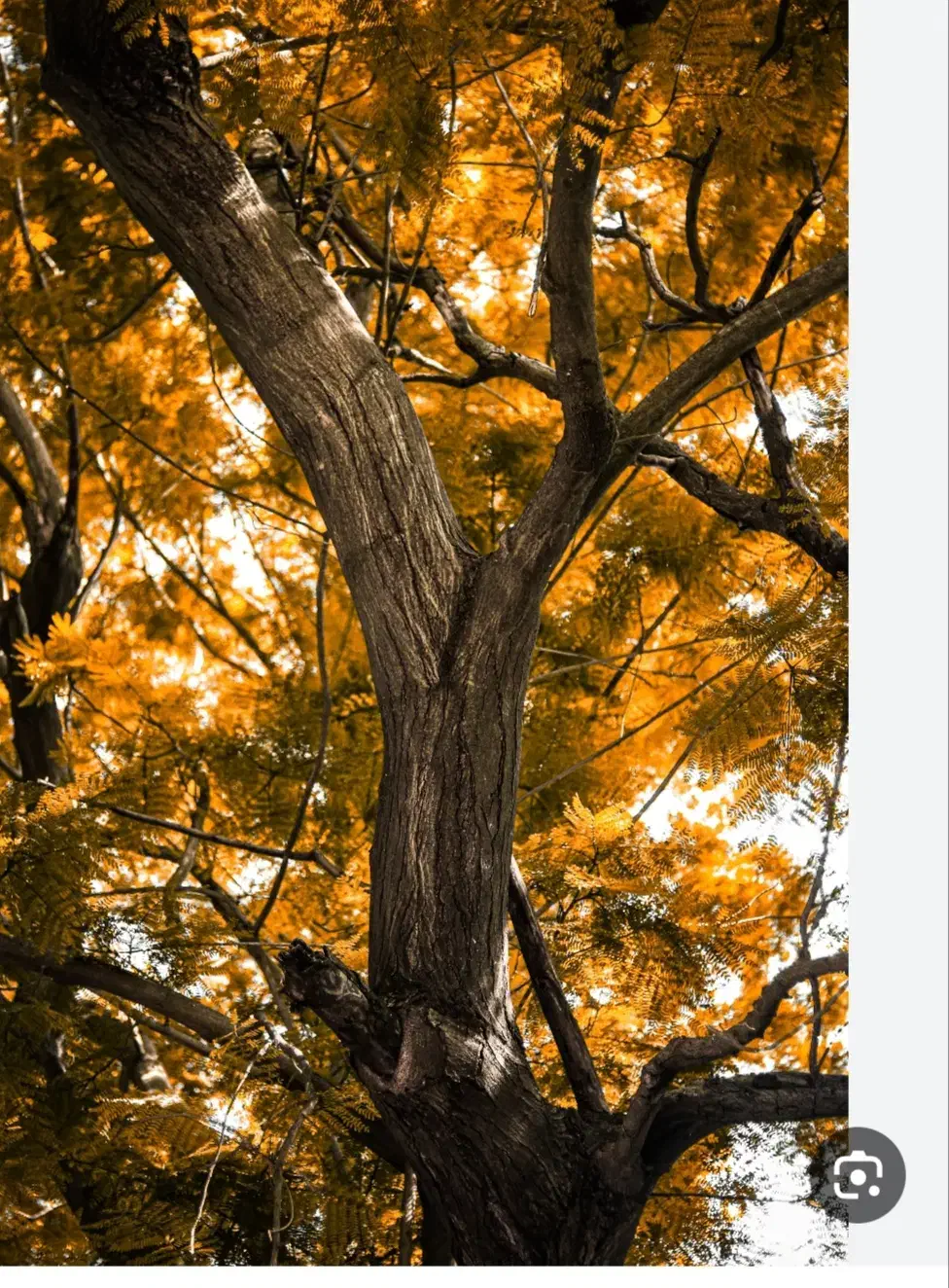 باغداری و حرص کاری|خدمات باغبانی و درختکاری|نجفآباد, قلعه سفید|دیوار