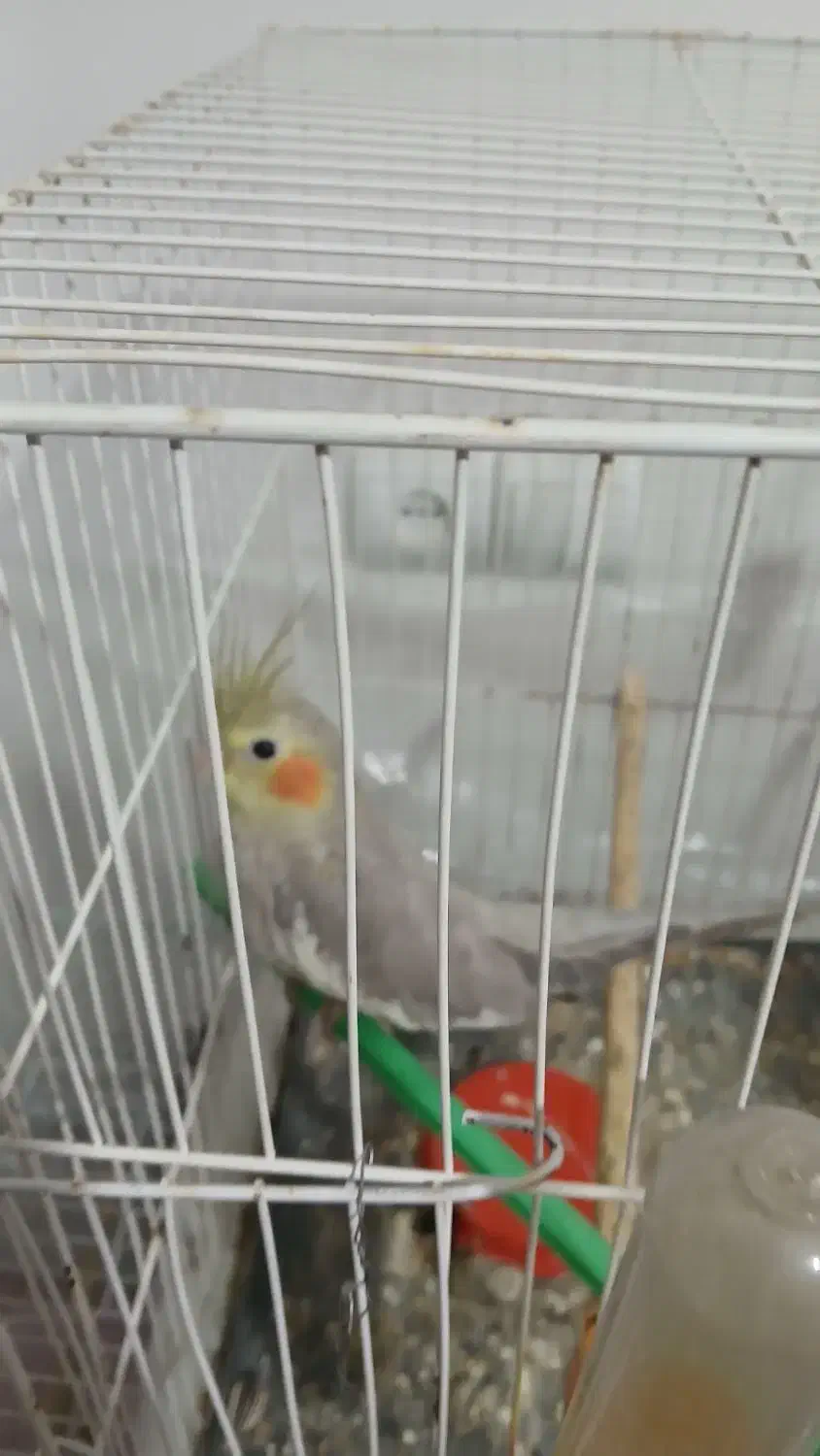 عروس با جوجه|پرنده|شاهرود, |دیوار