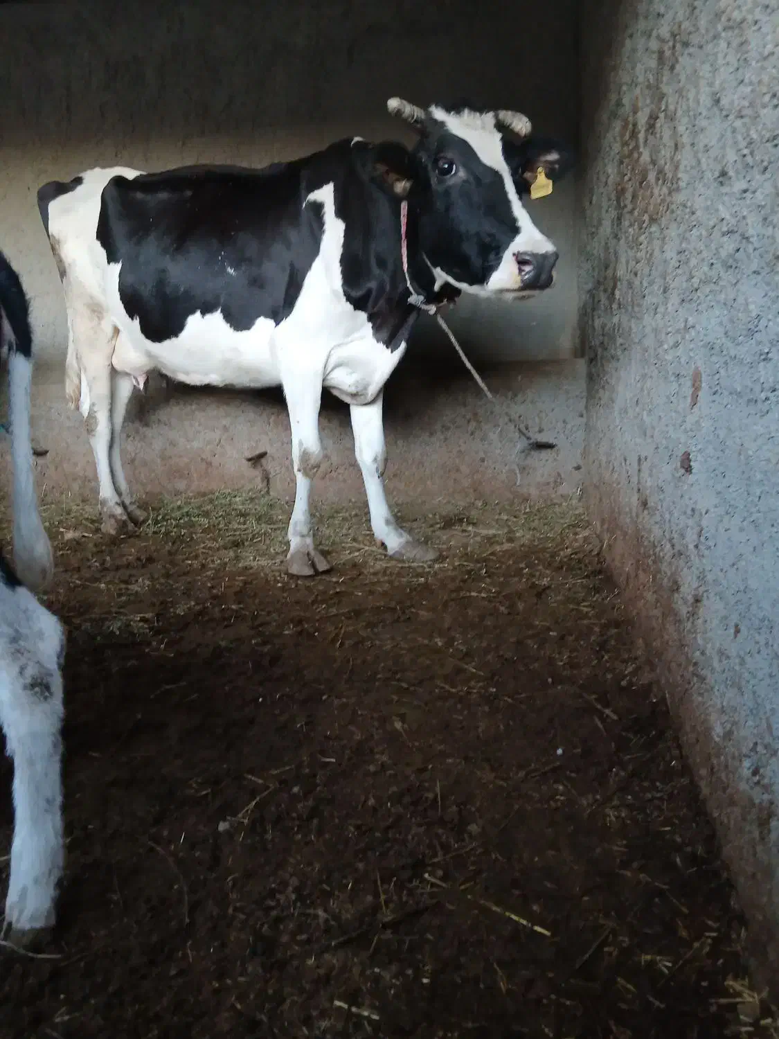 گاوشیری با گوساله|حیوانات مزرعه|بیله سوار, |دیوار