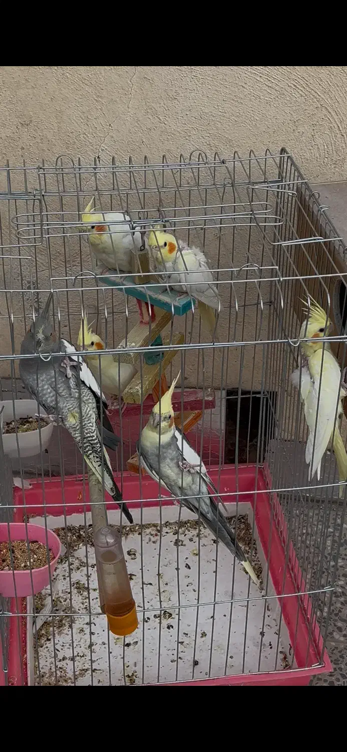 ۶ عدد عروس هلندی فوق العاده|پرنده|تهران, ائمه اطهار|دیوار