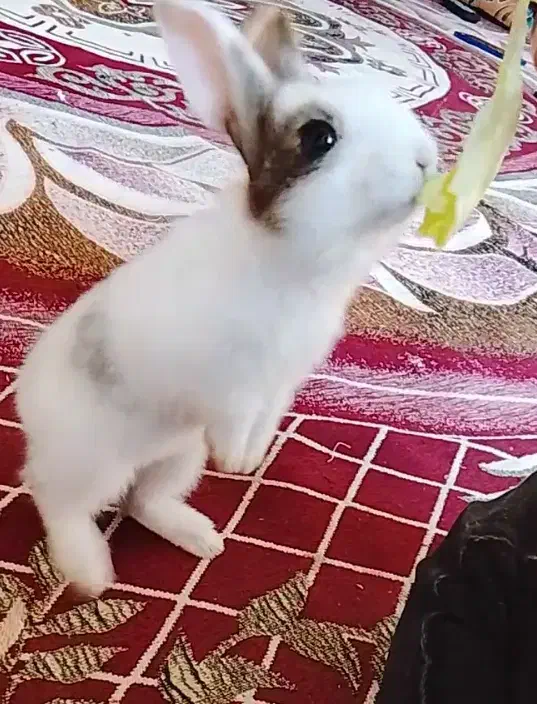 خرگوش خانگی|موش و خرگوش|قشم, |دیوار