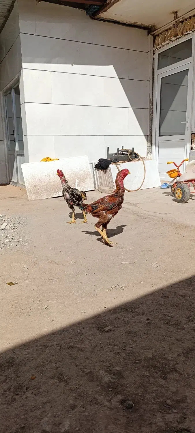 مرغ و خروس لاری و دورگه جوجه خروس جوجه مرغ تخمگذار|حیوانات مزرعه|تاکستان, |دیوار