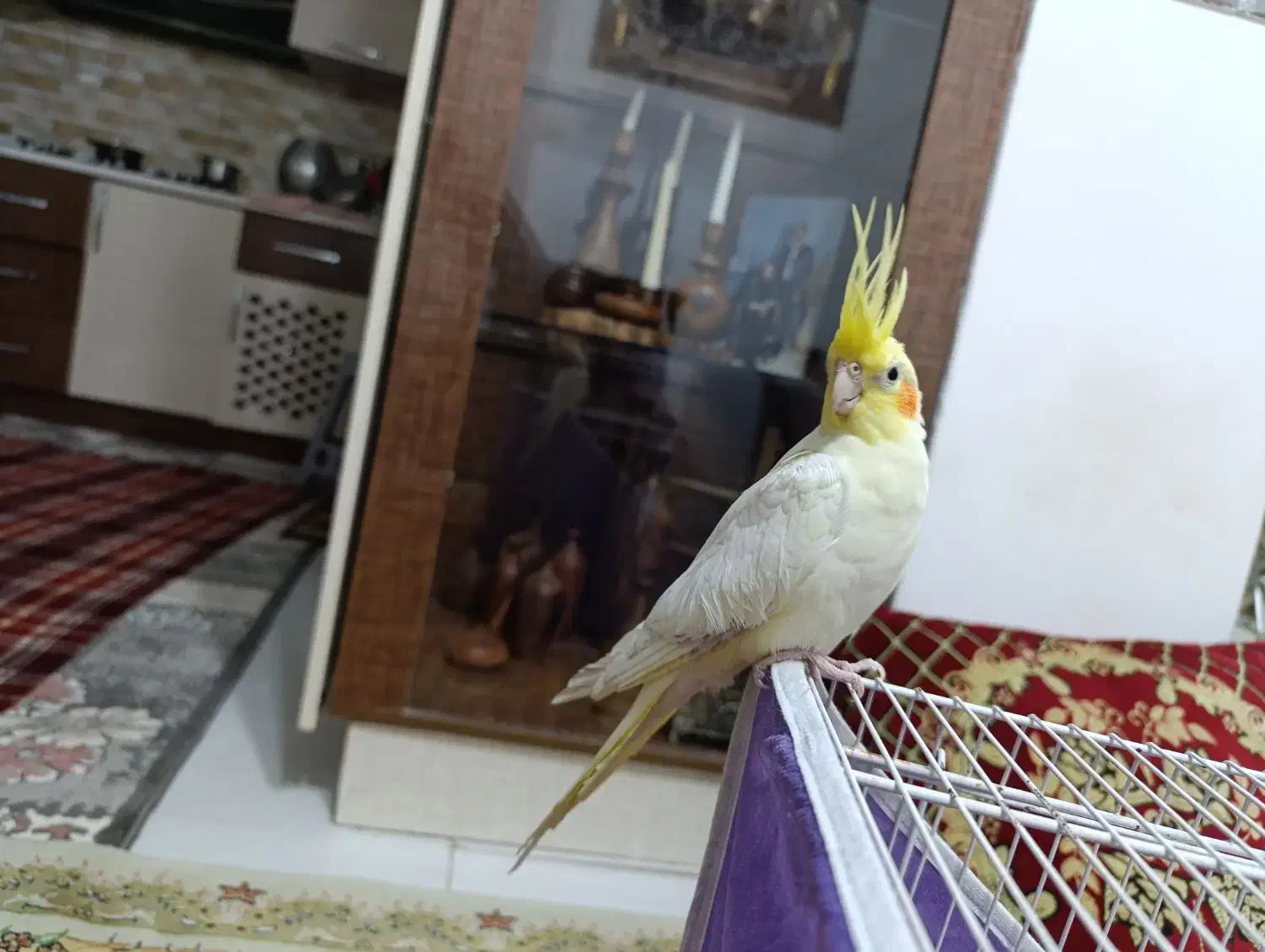 عروس هلندی ماده بالغ|پرنده|نیشابور, کوی حسینی|دیوار