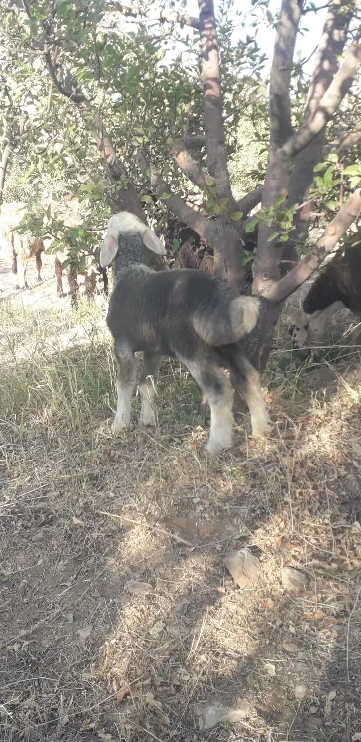 فروش کهره وبره ۴۵ روزه|حیوانات مزرعه|جره و بالاده, |دیوار