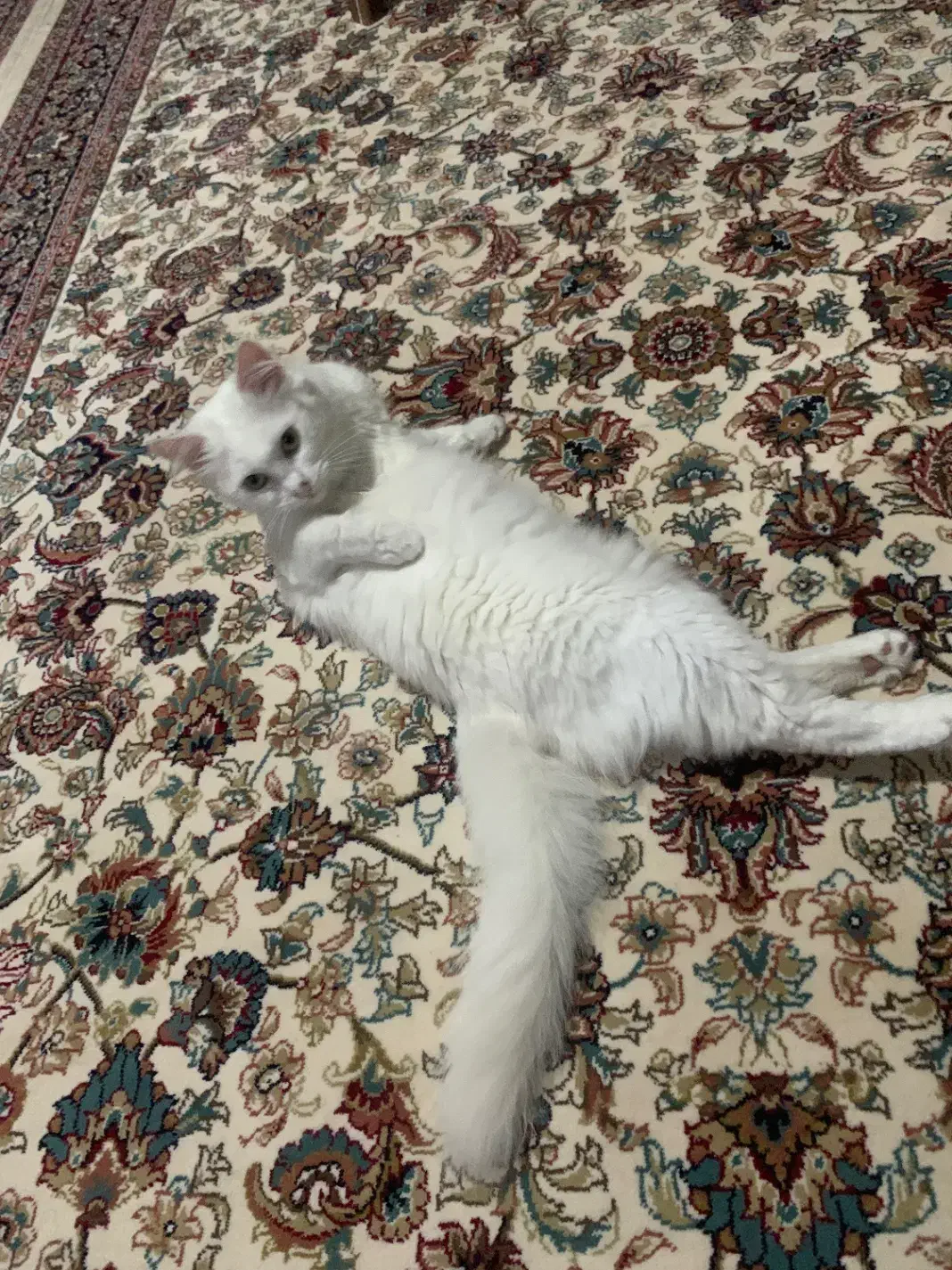 گربه|گربه|کوچصفهان, |دیوار