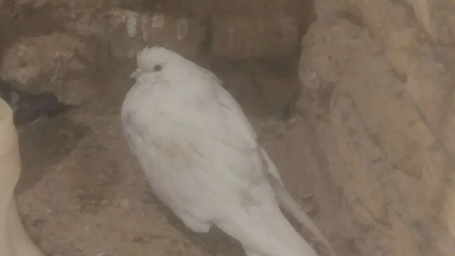 یک جفت کاشونی چشم زرد|پرنده|بروجن, |دیوار