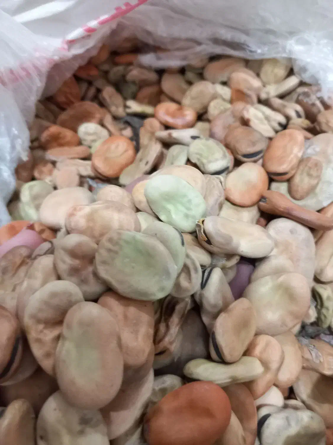 لوبیا.ماش.باقله|فعالیت داوطلبانه|شوشتر, |دیوار