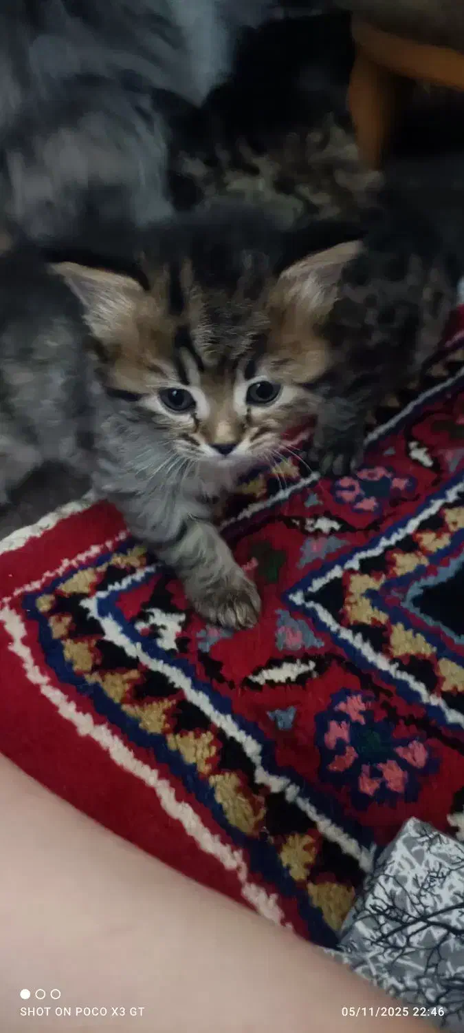 بچه گربه های پرشین|گربه|میاندوآب, |دیوار